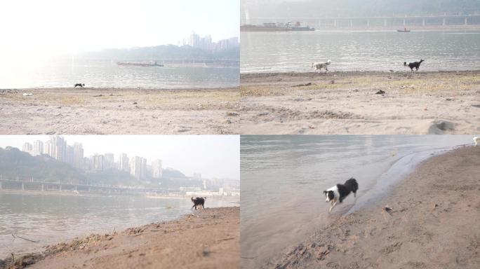 江边奔跑的宠物狗