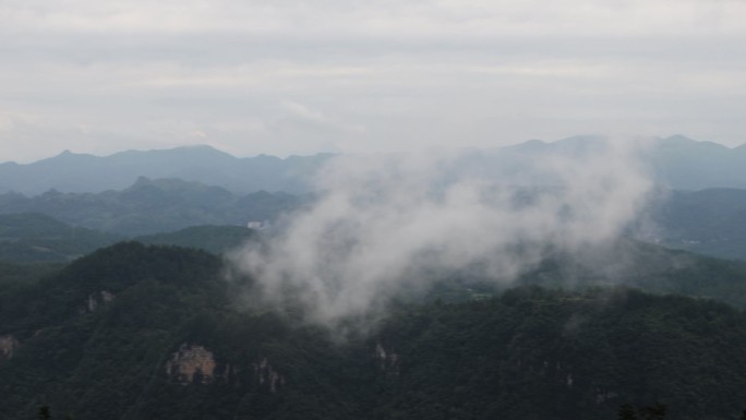 湘西黄金茶空山云海青山实拍