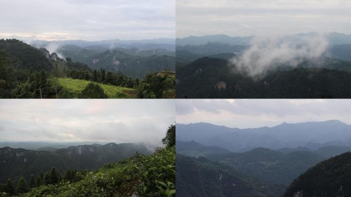 湘西黄金茶空山云海青山实拍