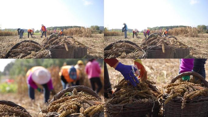 捡麦穗小米丰收金灿灿田地粮食