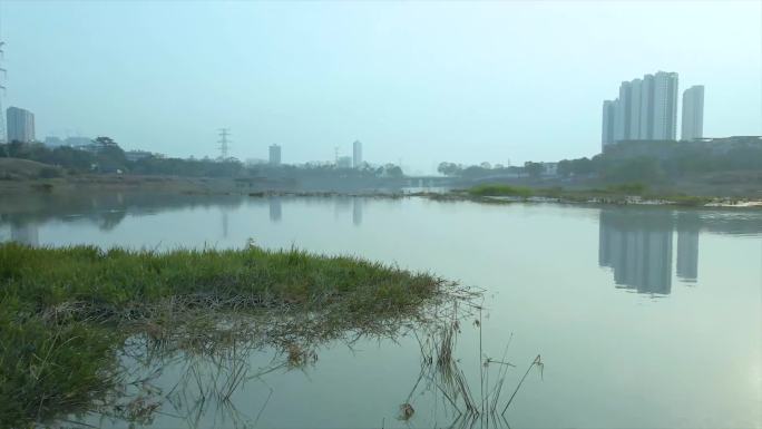 南宁心圩江湿地公园白鹭