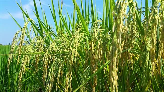 有机水稻种植