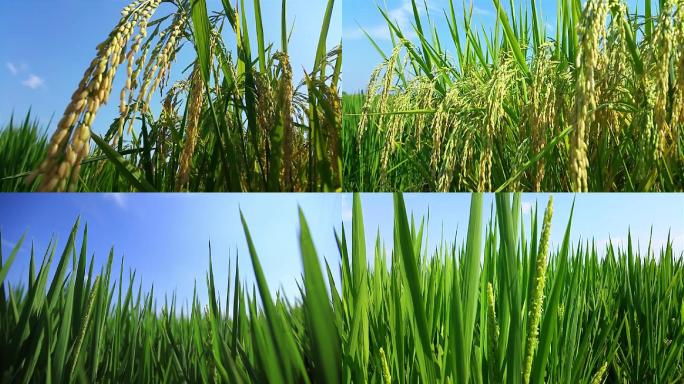 有机水稻种植