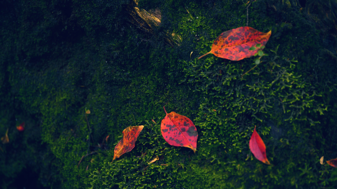 龙苍沟原始森林秋色红叶彩林实拍素材