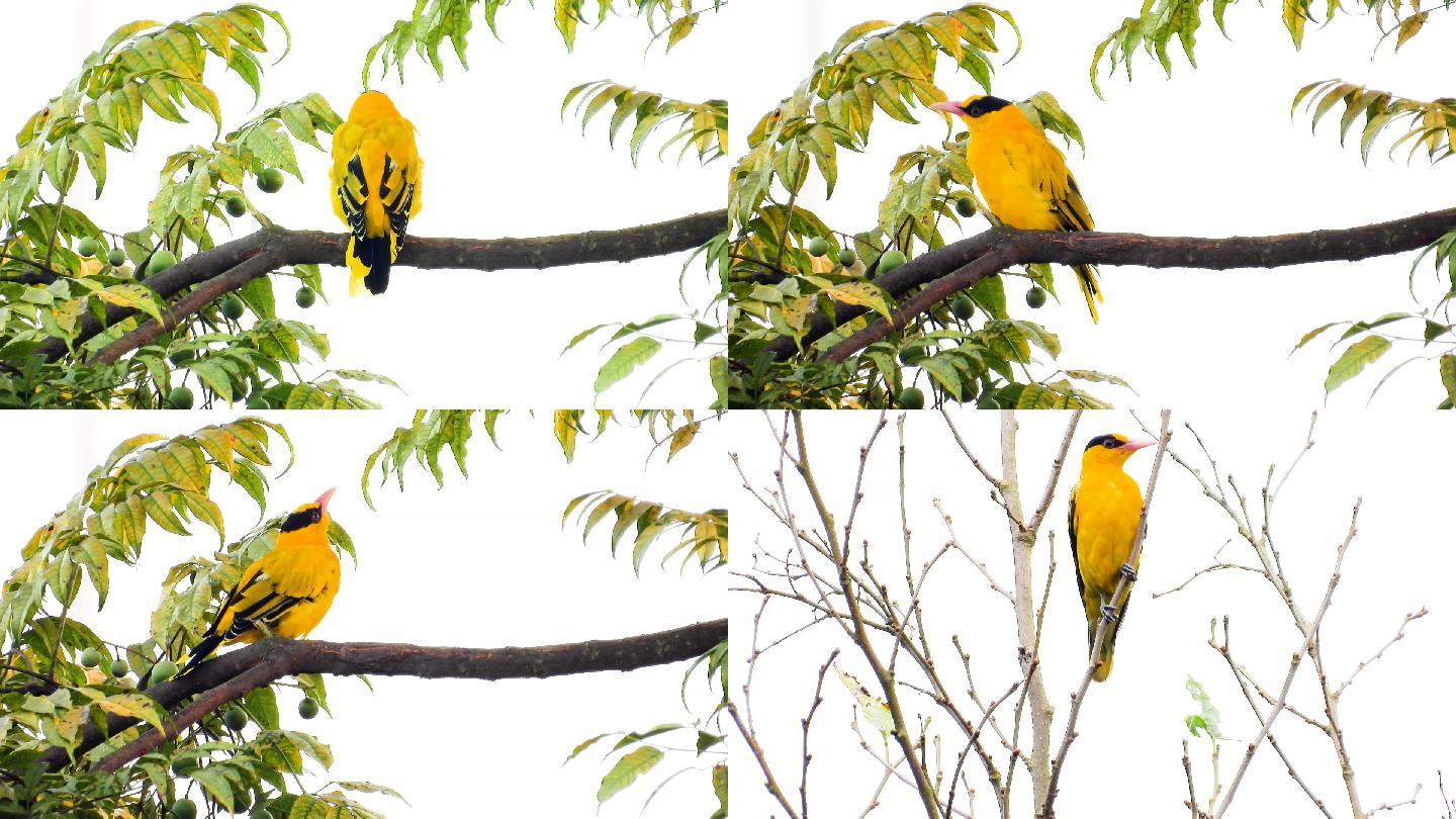 漂亮的黄鹂鸟公鸟，黄鹂鸟叫声