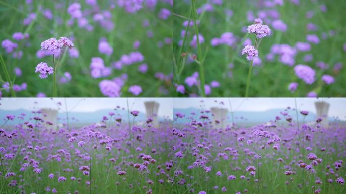 田园中随风摇曳的紫色花朵