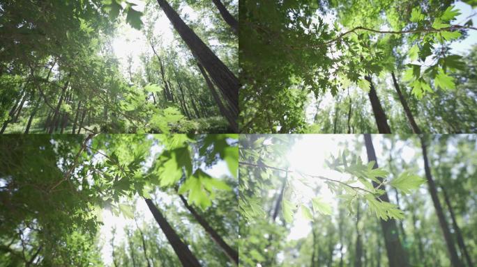 60帧逆光拍摄阳光穿过树叶缝隙