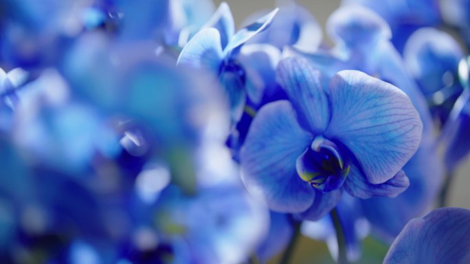 鲜花蓝色花朵蝴蝶兰花朵变焦4K