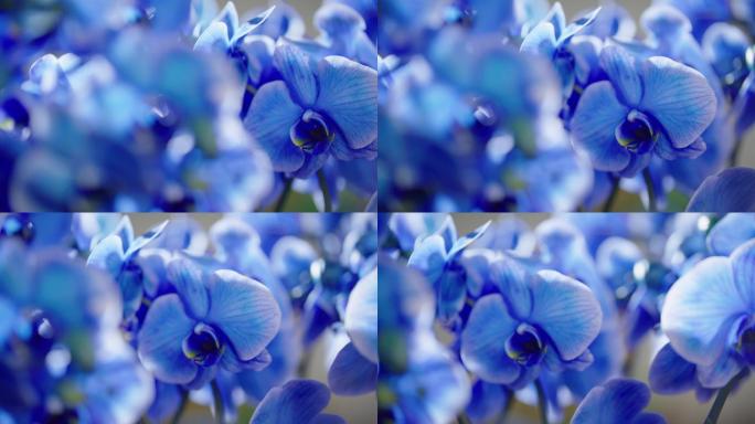 鲜花蓝色花朵蝴蝶兰花朵变焦4K