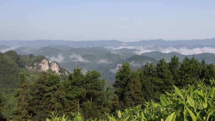 茶树茶山野茶山茶芽实拍