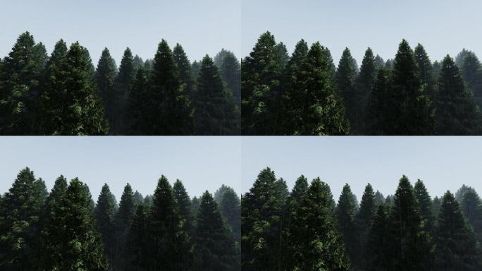 烟雨朦胧中国风树林