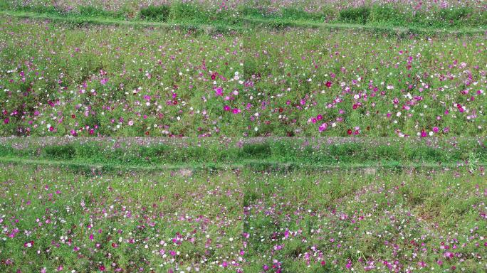 桂林芦笛岩桃花湾公园花海航拍