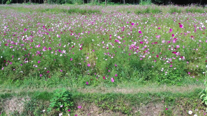 桂林芦笛岩桃花湾公园花海航拍