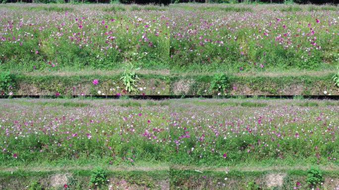 桂林芦笛岩桃花湾公园花海航拍