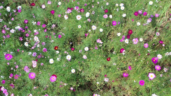 桂林芦笛岩桃花湾公园花海航拍