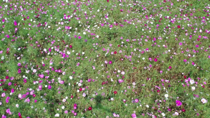 桂林芦笛岩桃花湾公园花海航拍