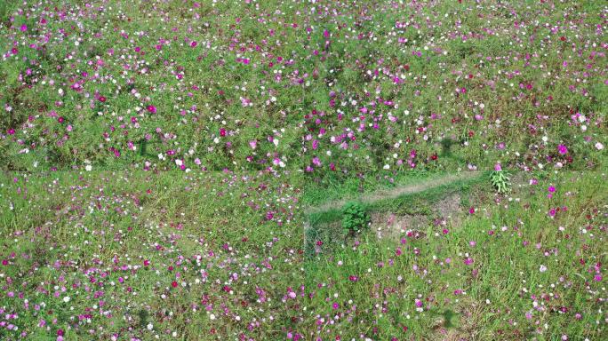 桂林芦笛岩桃花湾公园花海航拍