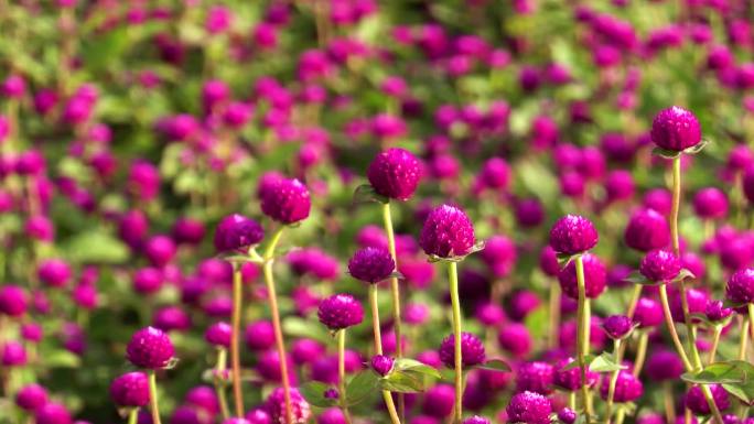 实拍花卉素材、鲜花素材、金菊花盛开