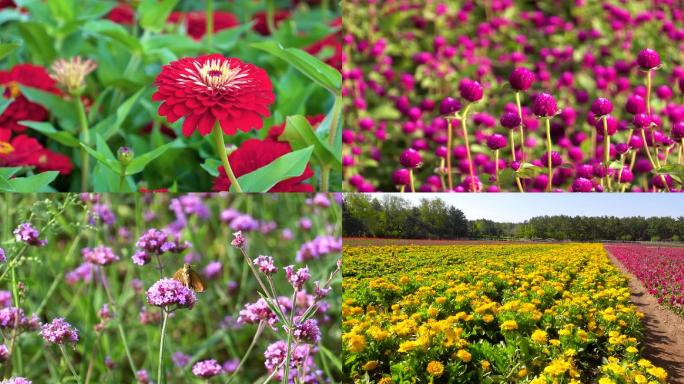 实拍花卉素材、鲜花素材、金菊花盛开