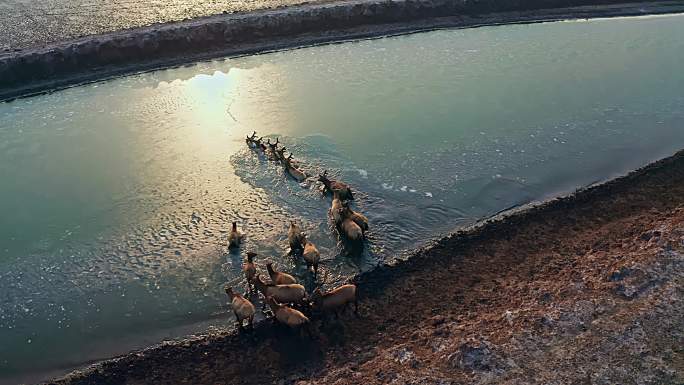 江苏盐城大麋鹿保护区航拍麋鹿素材3段