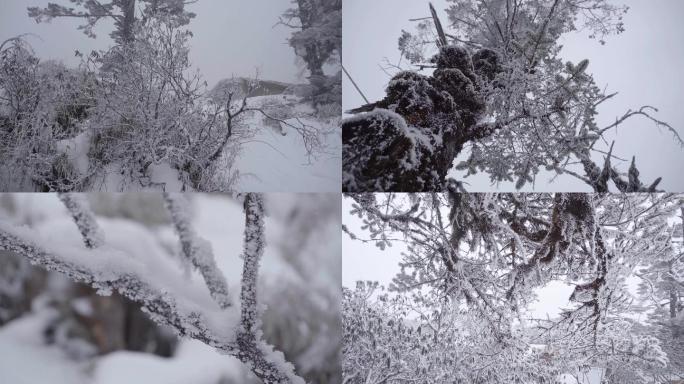 各种各样雪景雪挂