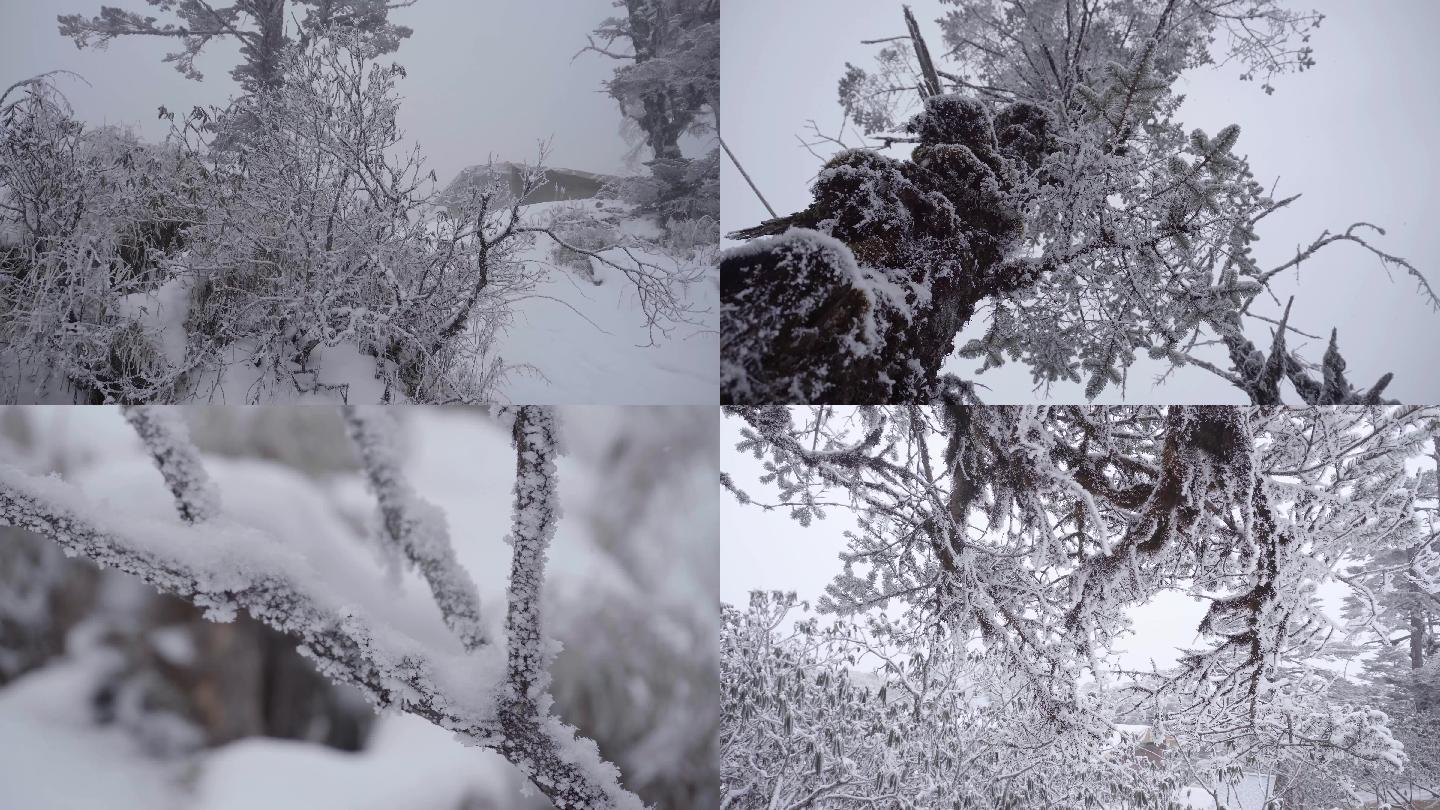 各种各样雪景雪挂