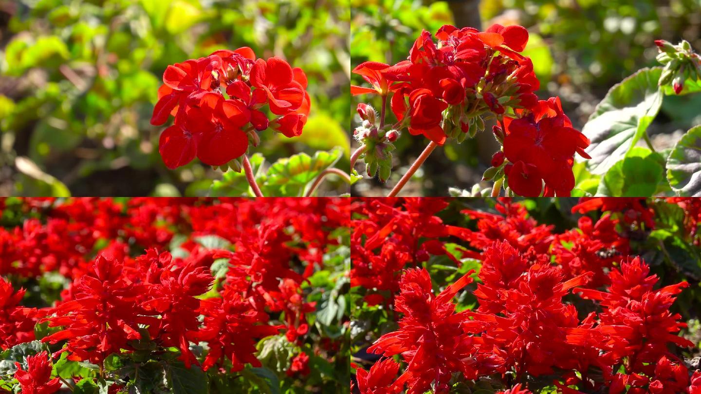 万紫千红、花卉、植物、一串红花