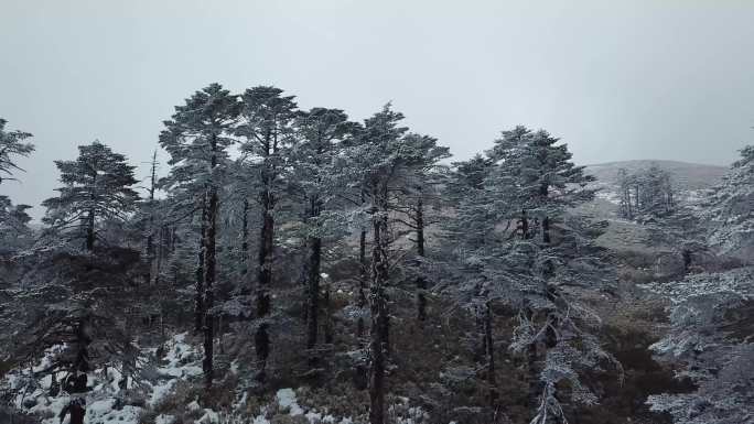 4K航拍冰雪之中的松树群