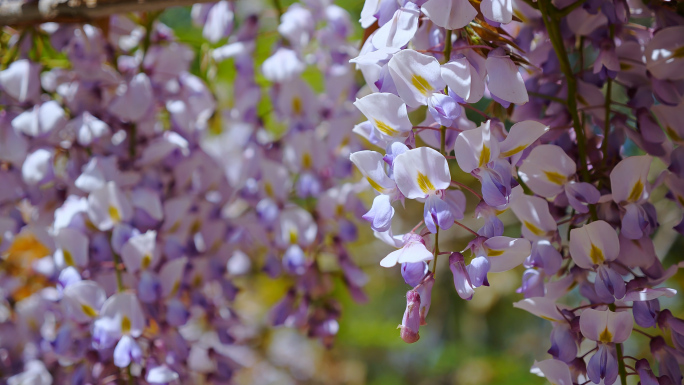4K春风中的紫藤花