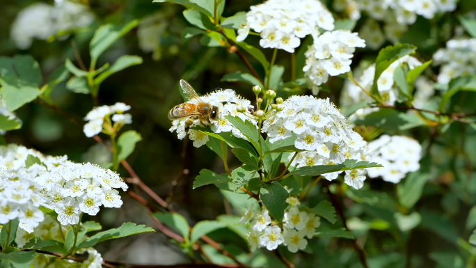 蜜蜂采蜜绣线菊慢动作