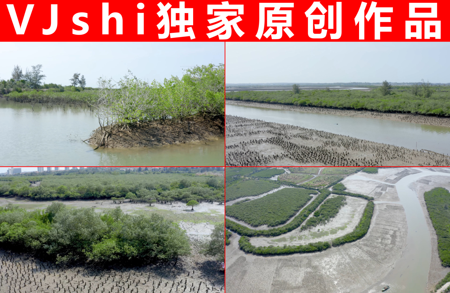 【原创】海岸红树林生态屏障潮汐红树林