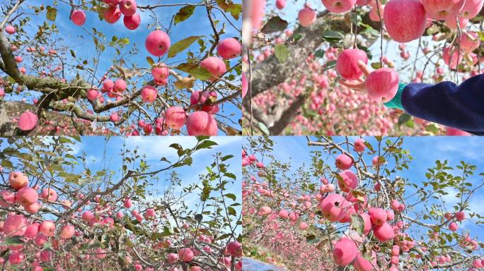 挂满枝头的红苹果丰收的苹果园