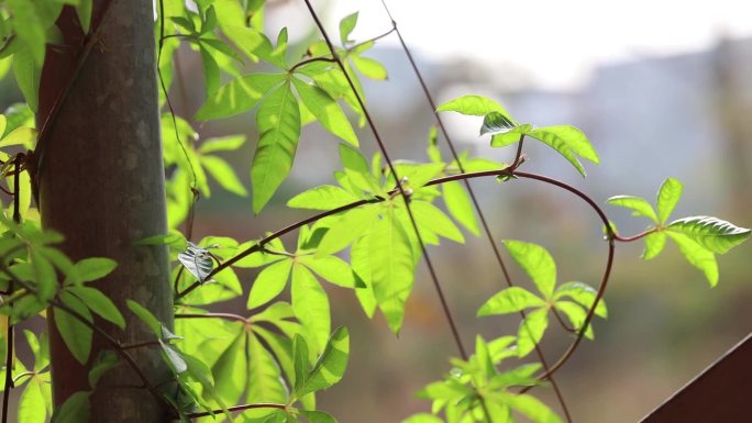 牵牛花喇叭花