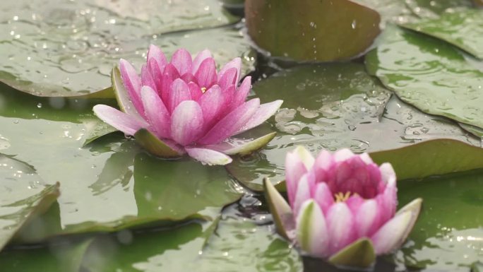 莲花池塘青草杉树唯美小景