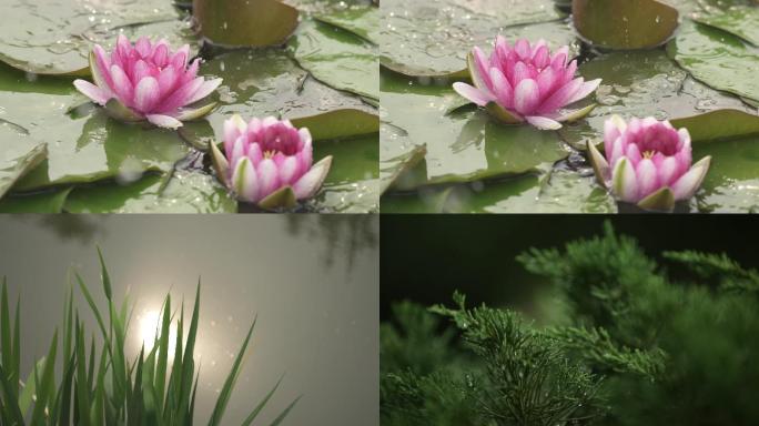 莲花池塘青草杉树唯美小景