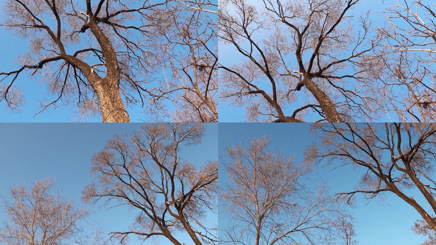 树杆冬日的榆树
