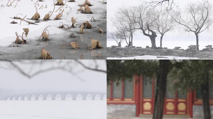 冬天，枯荷空镜，凄凉，北京冬，雪景意境