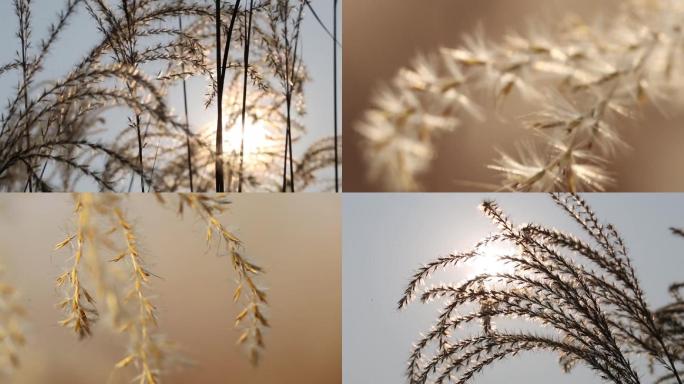 芦苇特写风中芦苇