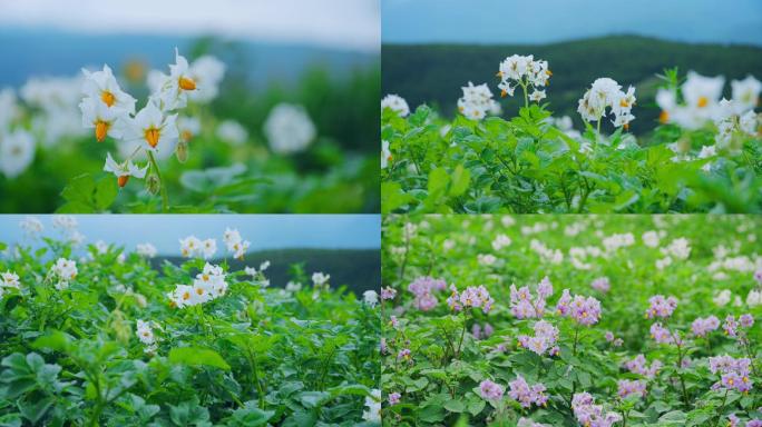 土豆洋芋开花