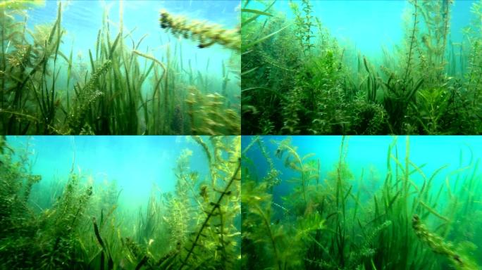 水生态水环境 摄影水生态水草