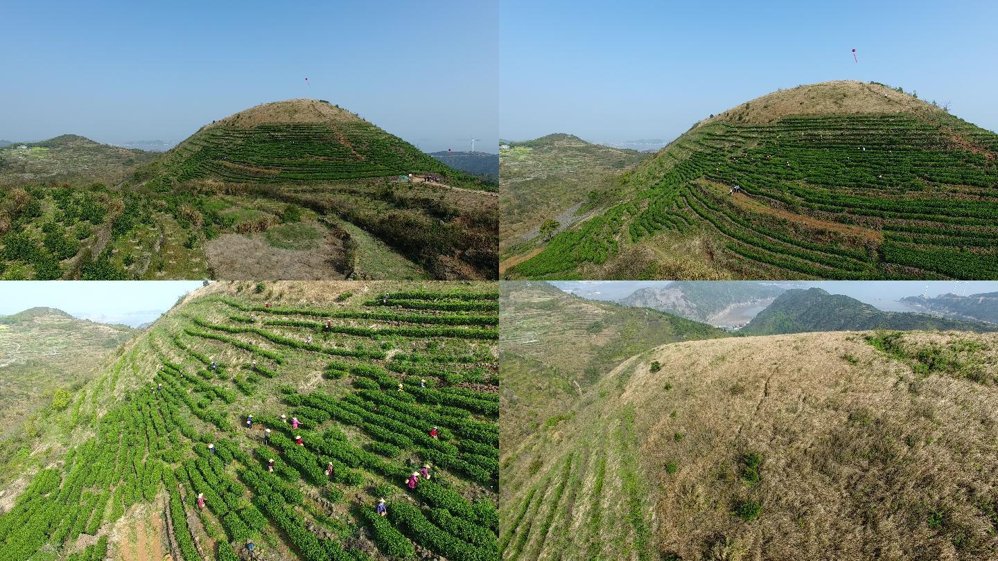 玉环火山遗址火山茶采茶