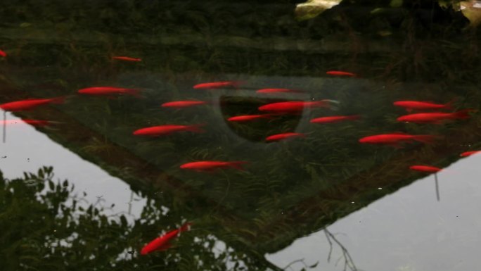中式庭院池塘中的红鱼
