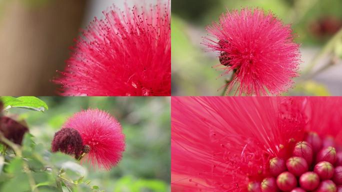 朱缨花红合欢美洲合欢小蜜蜂采蜜