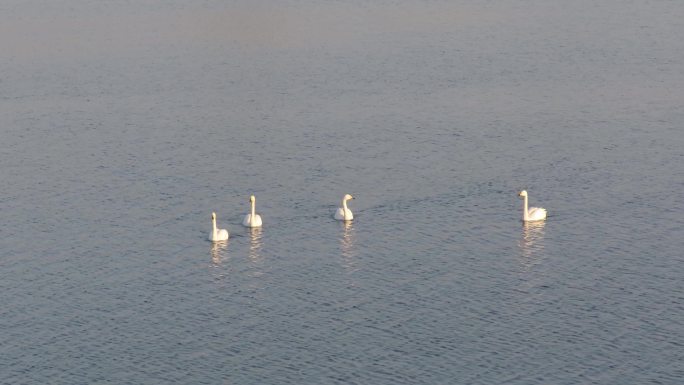 湖面上四只白天鹅4k