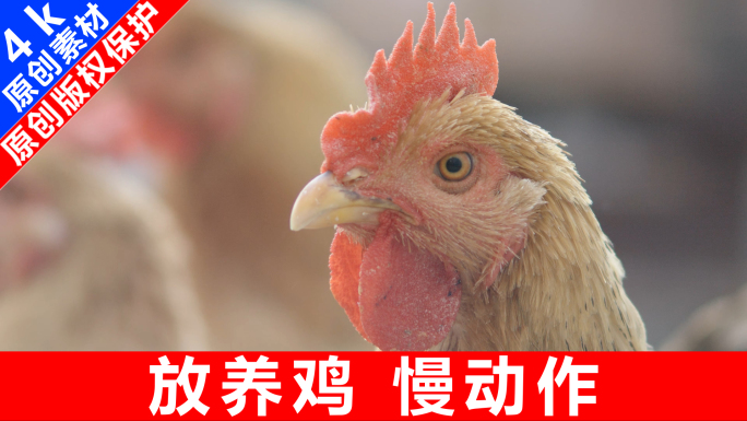 【原创】土鸡养殖散养鸡放养鸡三黄鸡瑶鸡