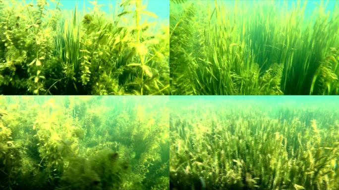 水下摄影水生态水草生长