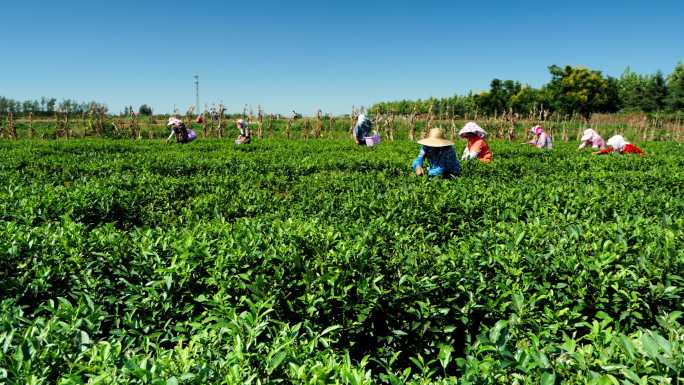 北方茶园 秋茶生产 日照绿茶 青岛绿茶