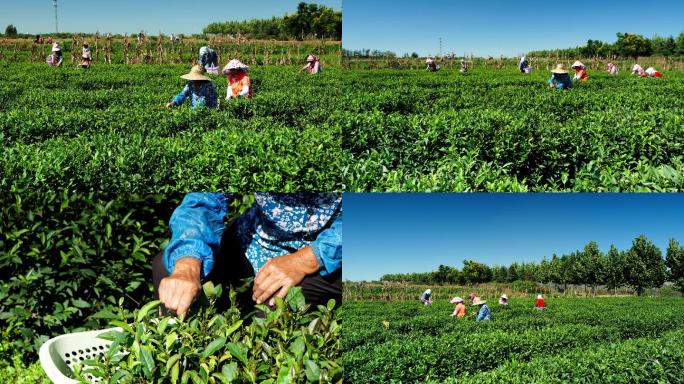 北方茶园 秋茶生产 日照绿茶 青岛绿茶