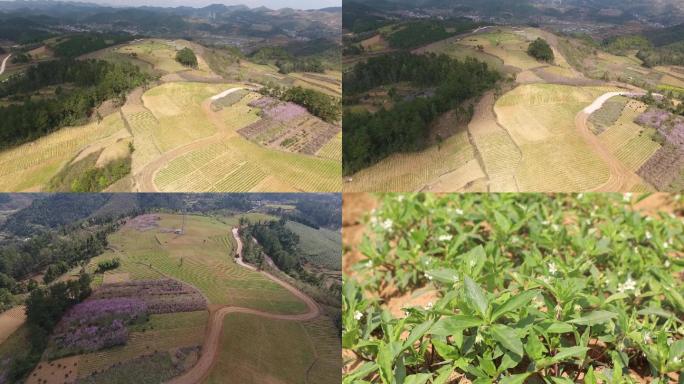 航拍农村太子参种植素材