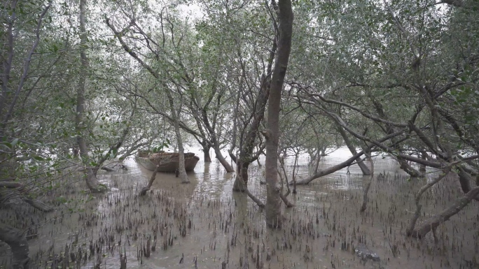 深圳湾红树林HLG